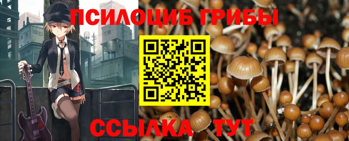 Галлюциногенные грибы Psilocybine cubensis Калининград