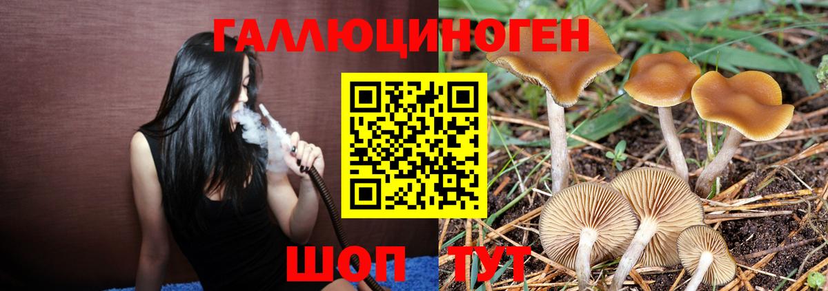 Калининград  Псилоцибиновые грибы Psilocybine cubensis  Вход с VPN 